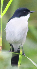 Jerdon's Bushchat