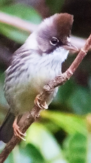 Burmese Yuhina