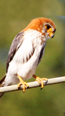 White-Rumped Pygmy-Falcon