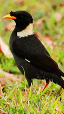 Collared Myna